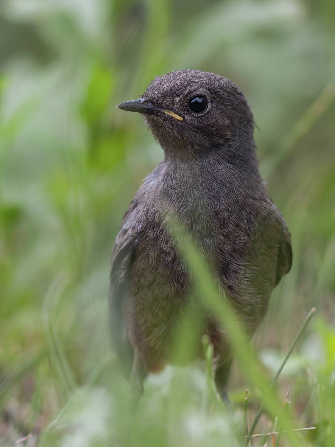 , Денис Пронин