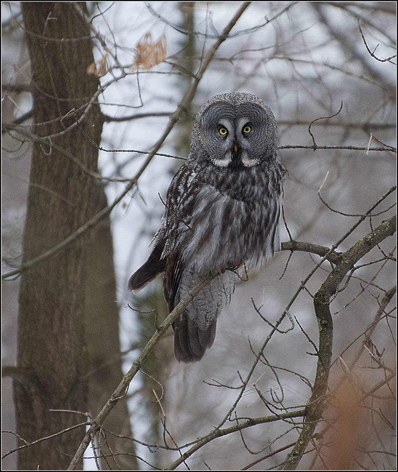 москва, зима, парк, птица, АНАТОЛИЙ ДОВЫДЕНКО