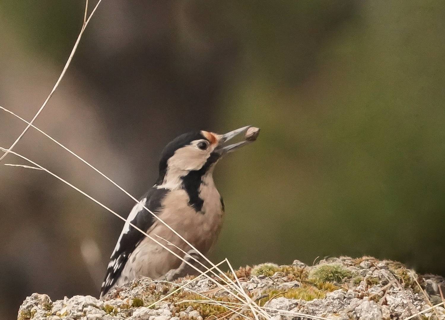 , Красимир Георгиев