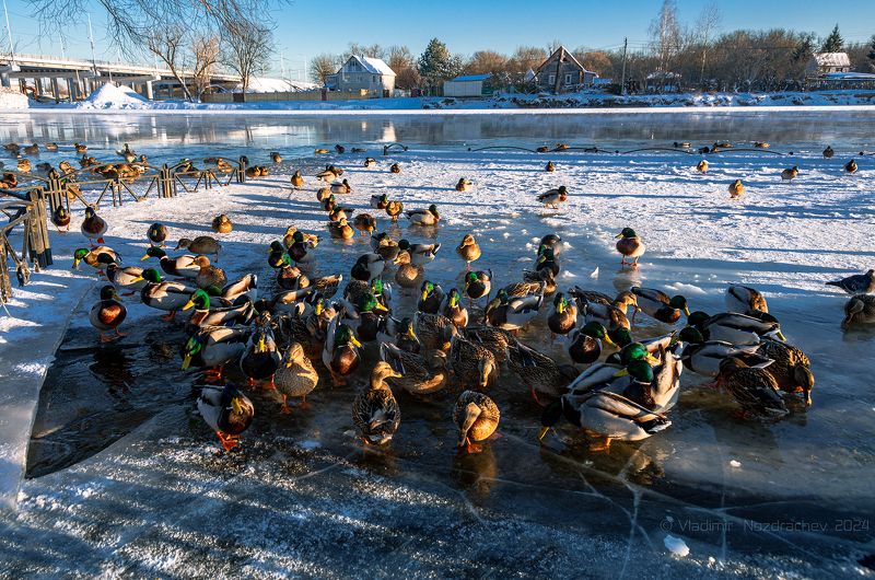 Утиное собрание фото превью