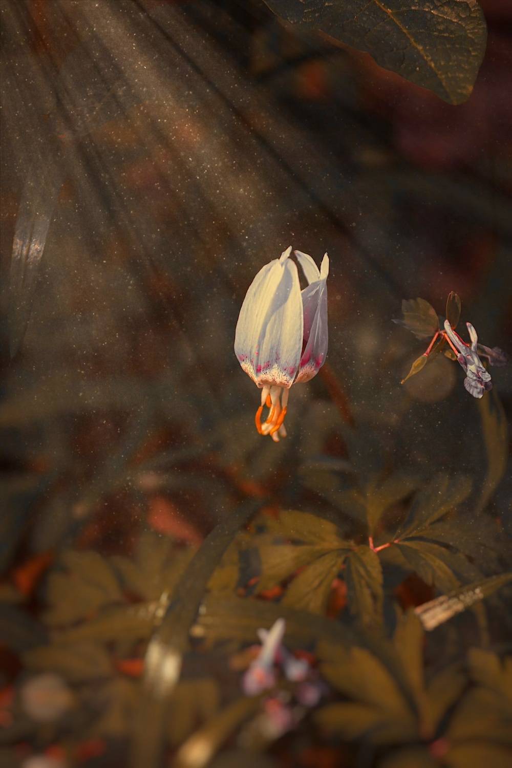 макро, macro, цветы, flower, весна, spring, Julia Kaissa