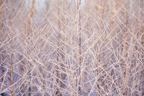 Branches