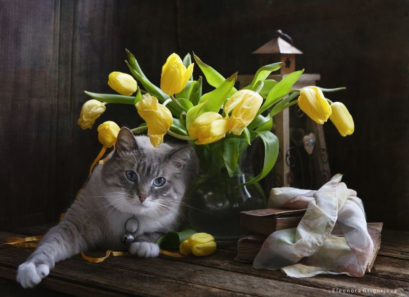 Жёлтые тюльпаны фото превью