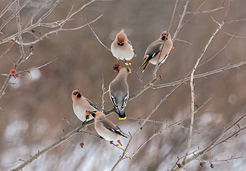 птицы, свиристели, парк, зима, кормёжка, собрание, пятиминутка Пятиминутка фото превью
