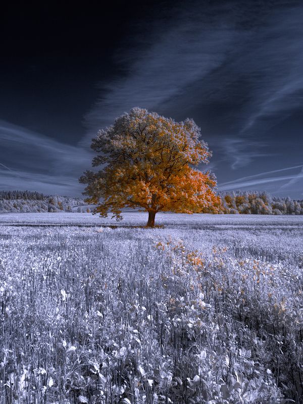 В теплом полдне сентября фото превью