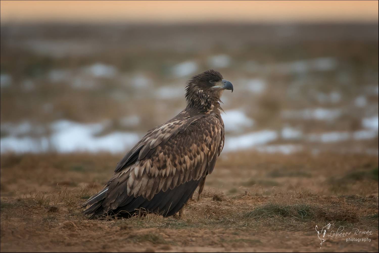 , Лобанов Роман