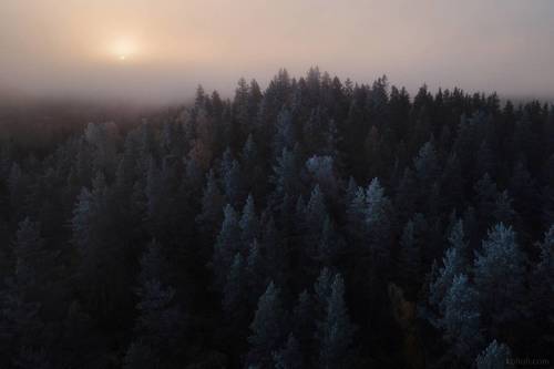 Большое лесное погружение - II