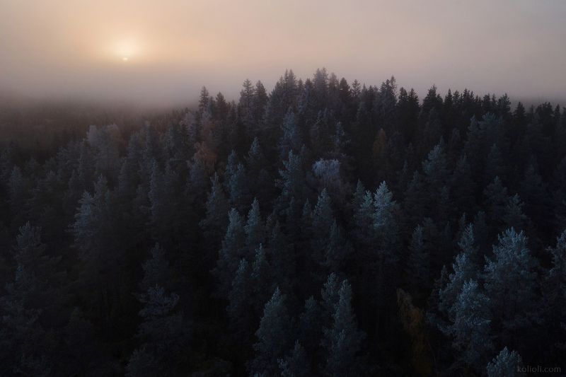 карельский перешеек, дремучий лес, выборгский район, карелия, сейды Большое лесное погружение - II фото превью