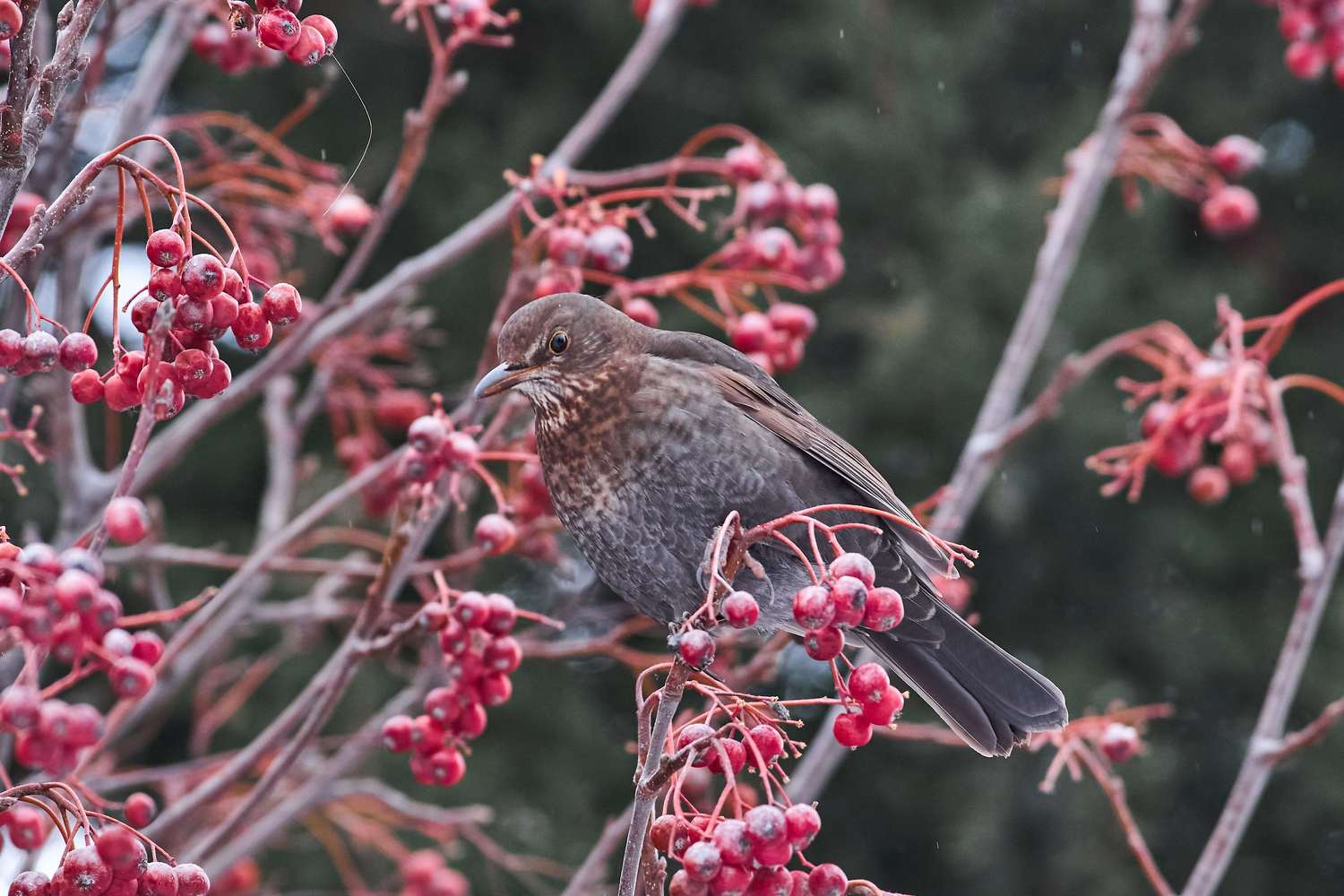 volgograd, russia, wildlife, bird, birds, birdswatching, Turdus merula, , Павел Сторчилов
