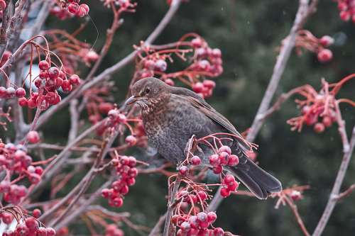 Turdus merula