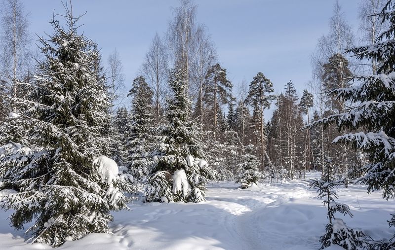 Меж берёз и сосен фото превью