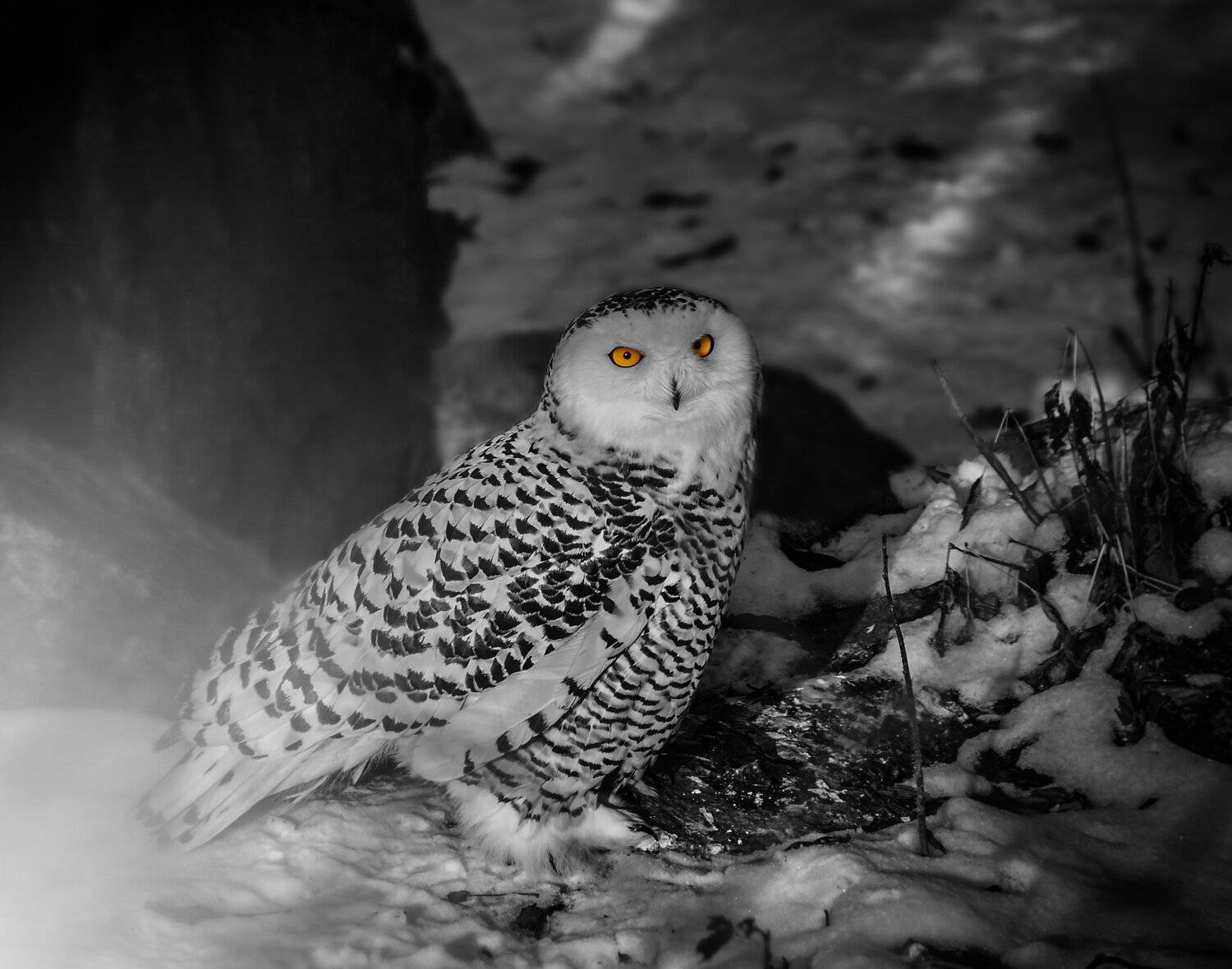 , Олег Богданов