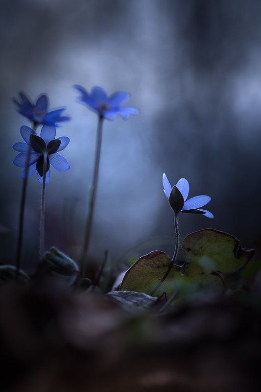 Blue moments фото превью