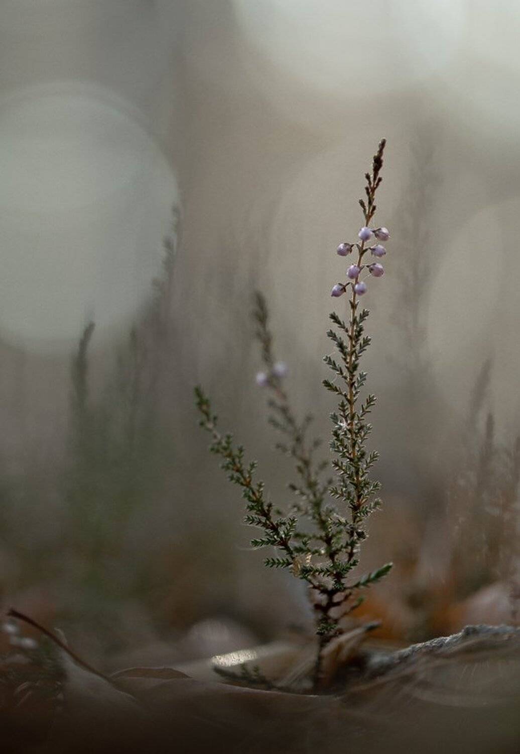 Болота, Вереск, Листва, Осень, Свет, Цветок, Геннадий Мещеряков