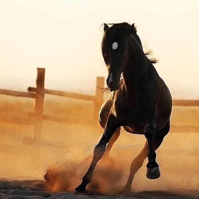Из серии «Кони-птицы» фото превью