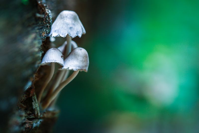 Осенние грибочки. фото превью