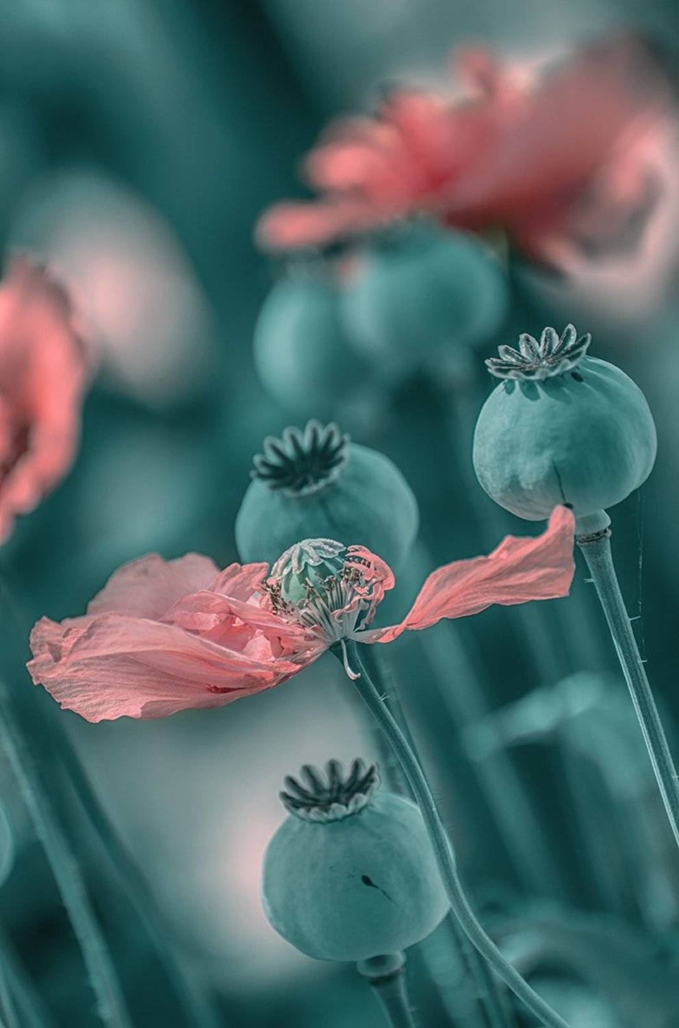 , Desislava Ignatova