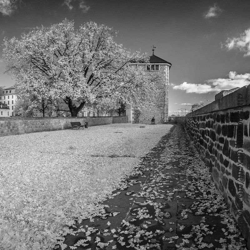 ик, германия, magdeburg, осень, зарисовка, город, ir, река Магдебург, осенние ИК зарисовки... фото превью