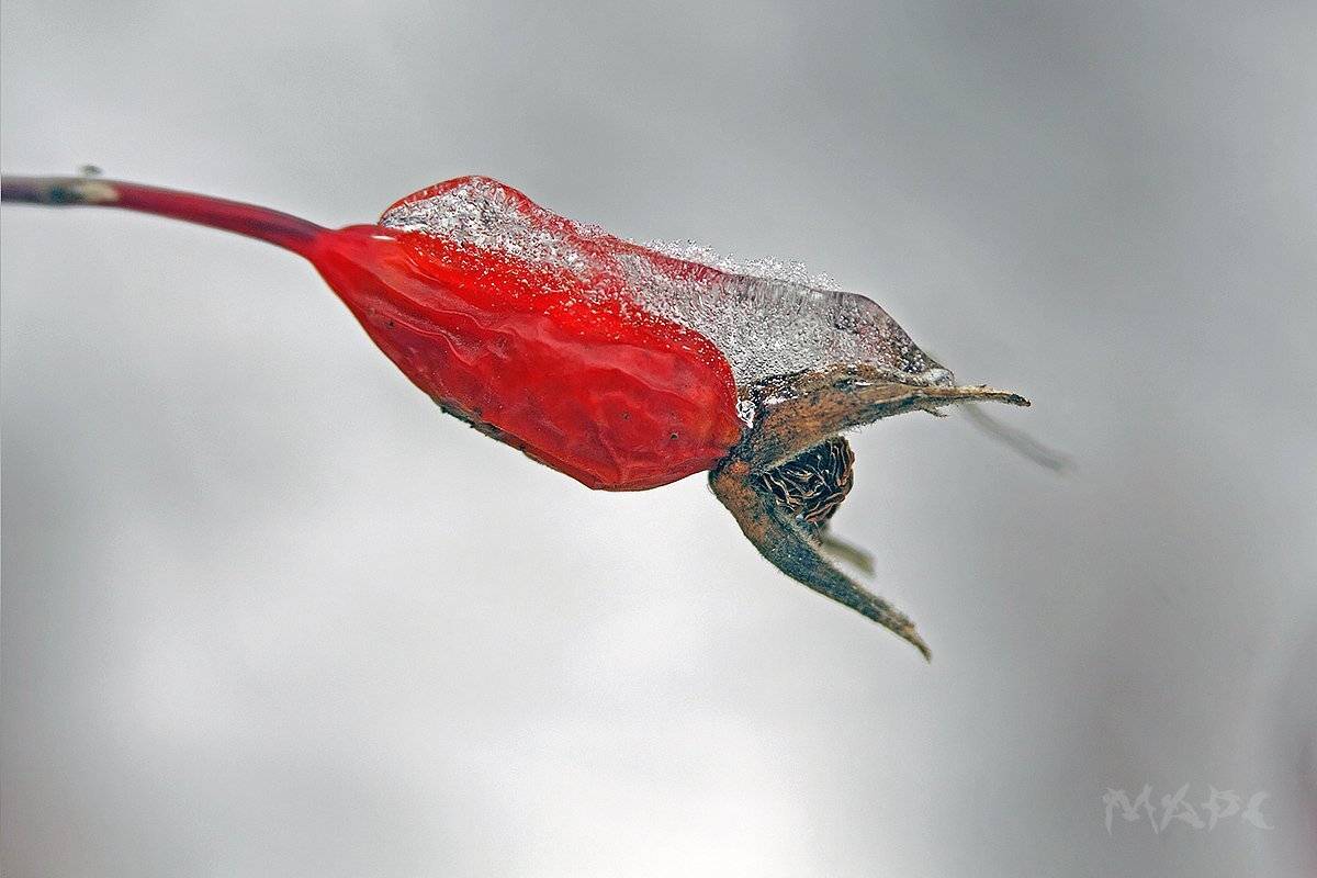 , Шангареев Марс