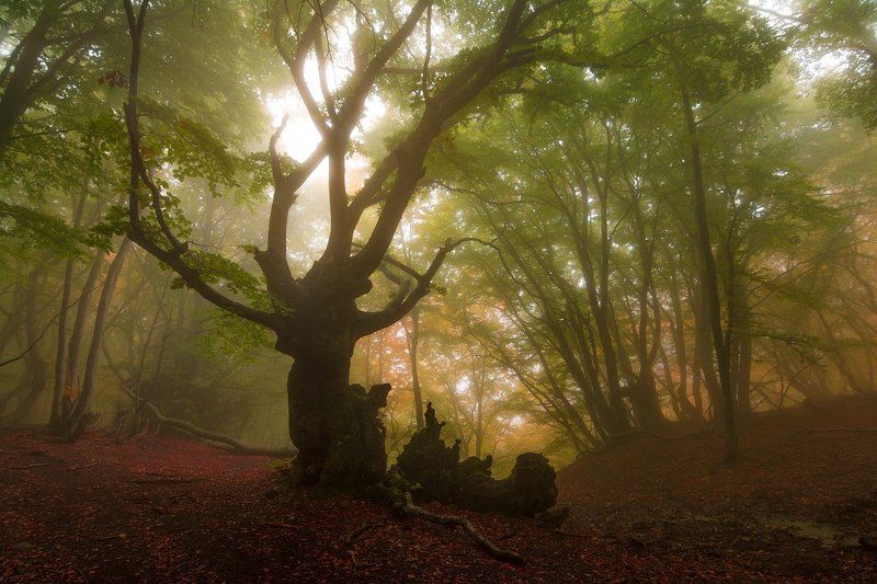 демерджи, крым *** фото превью