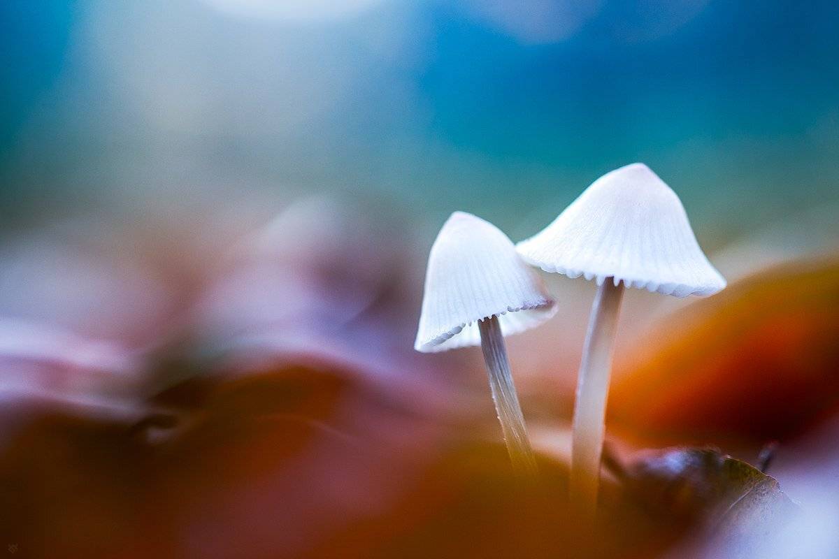 forest, fall, autumn, mashrooms,, Wojciech Grzanka