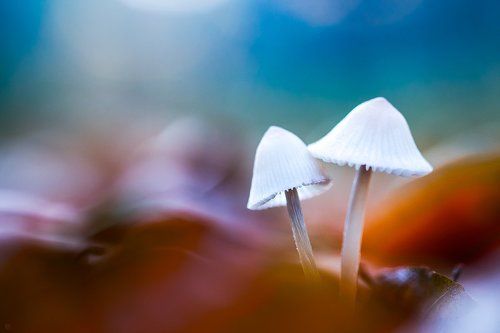 Forest umbrellas
