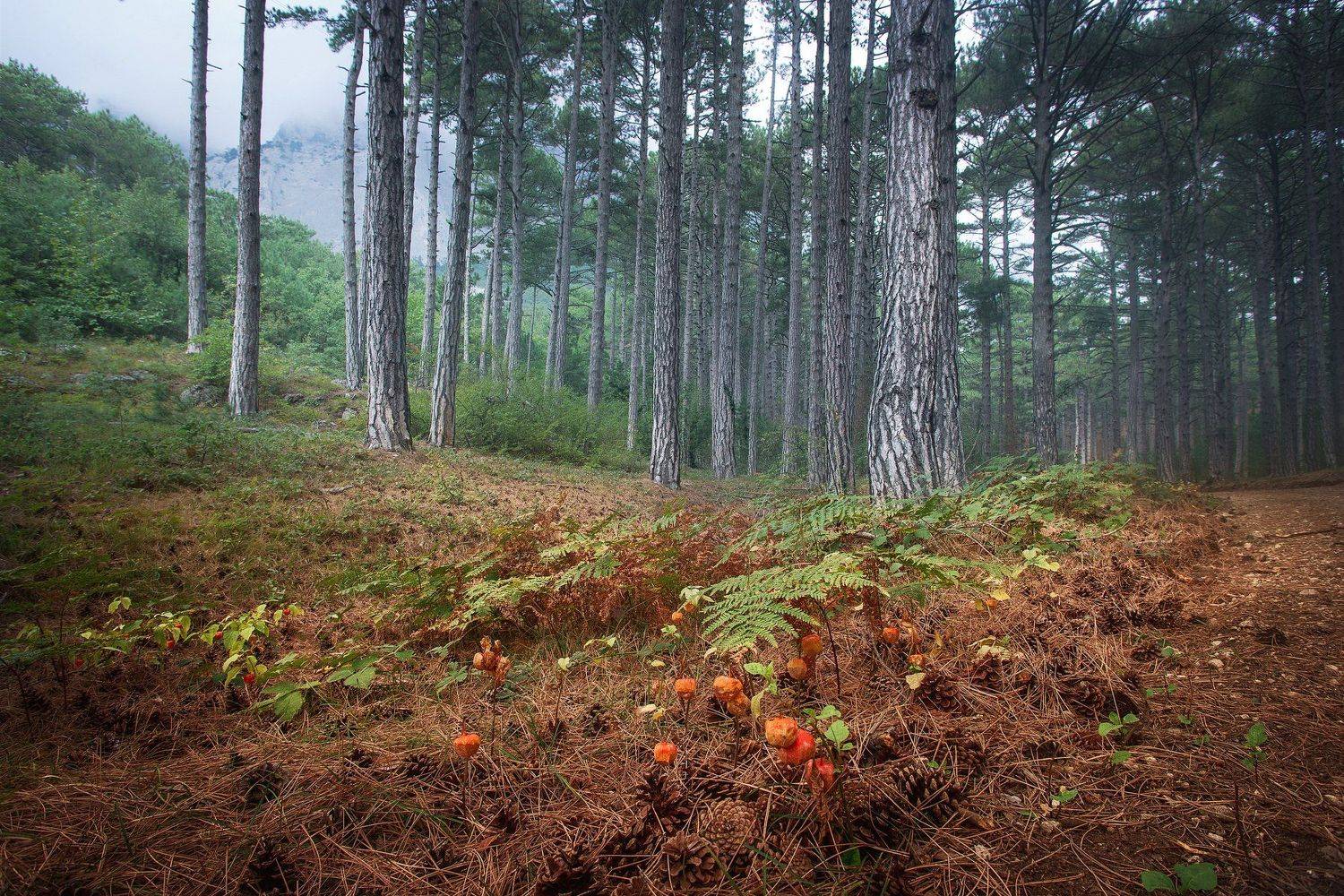 , Алексей Бордуков