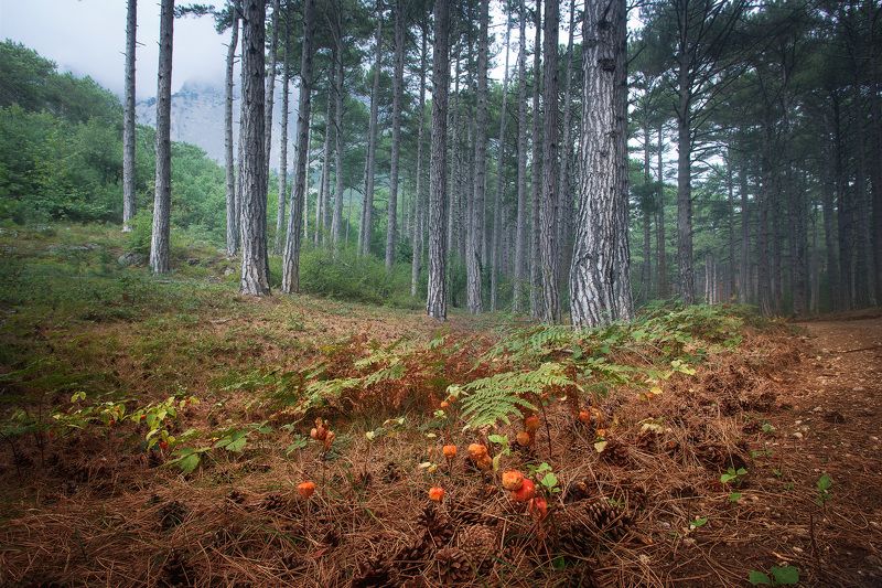 Вход в сосновый лес фото превью