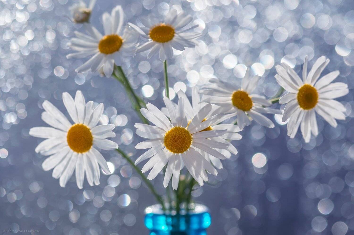 , Юлия Густерина