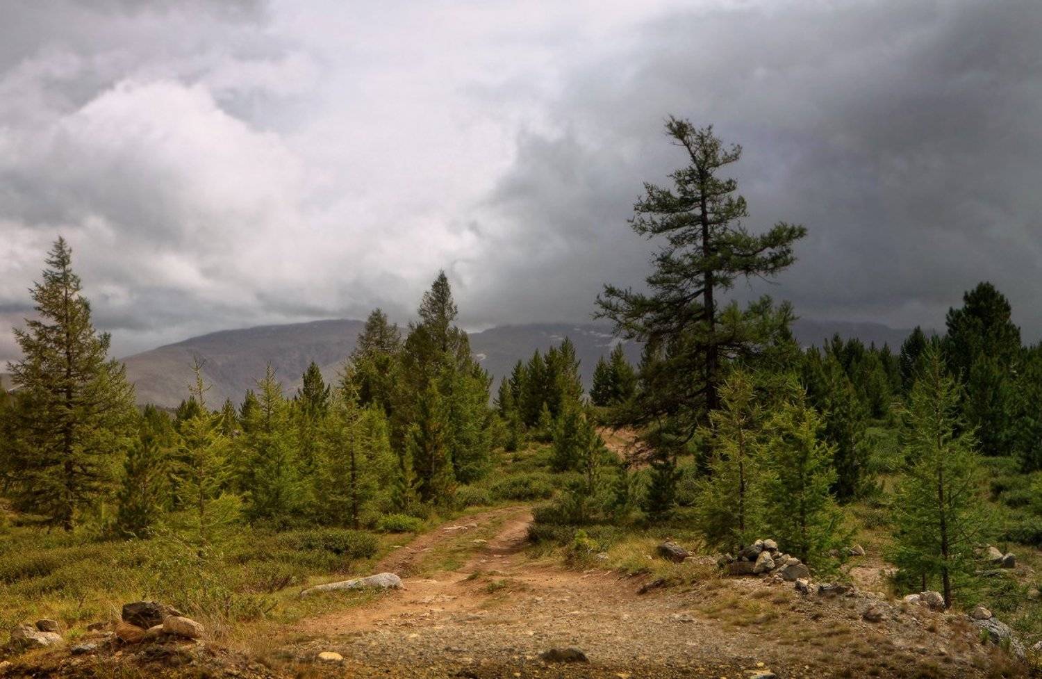 улаганский перевал, горный алтай, Галина Хвостенко