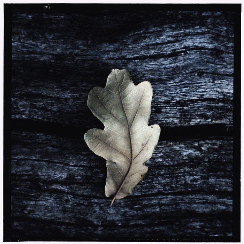 Листья, Осень, Природа Красота в деталях фото превью