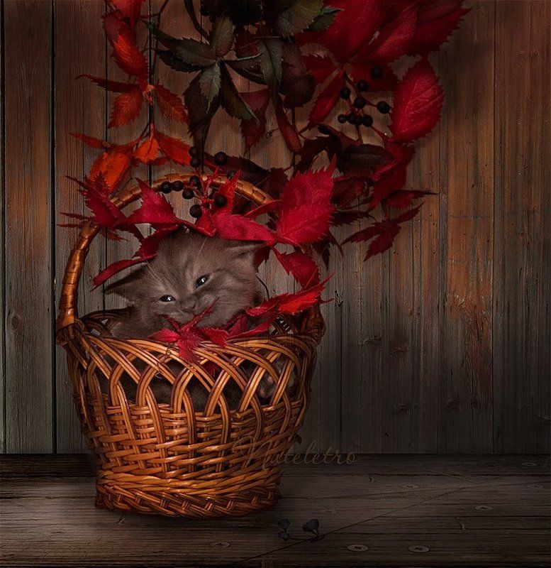 ~***~ фото превью