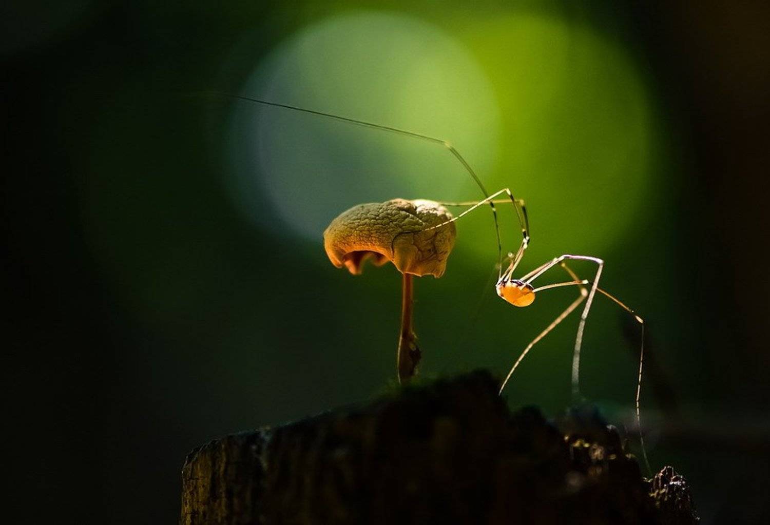 , Вячеслав Мищенко