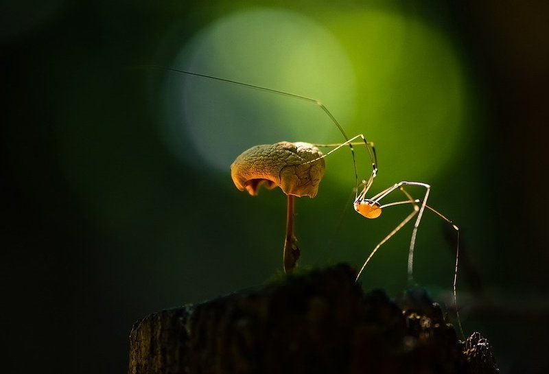 На цыпочках. фото превью