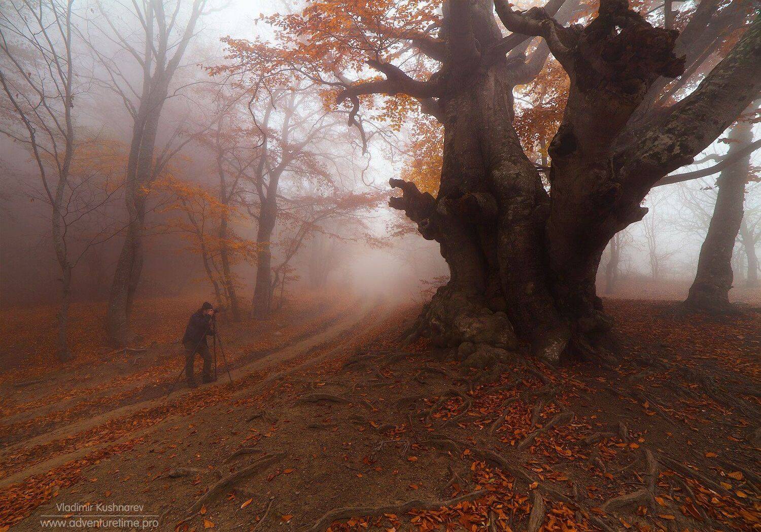 , Vladimir Kushnarev