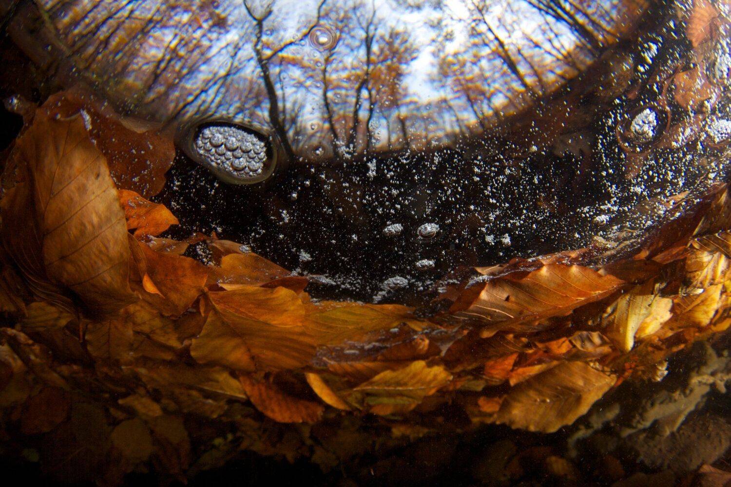 Осень, Подводная съемка, Ручей, Никифоров Егор