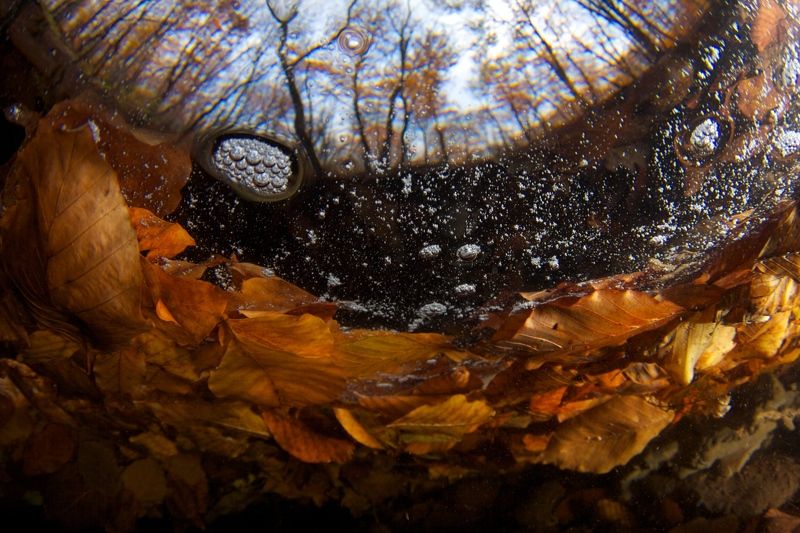 Подводная осень фото превью