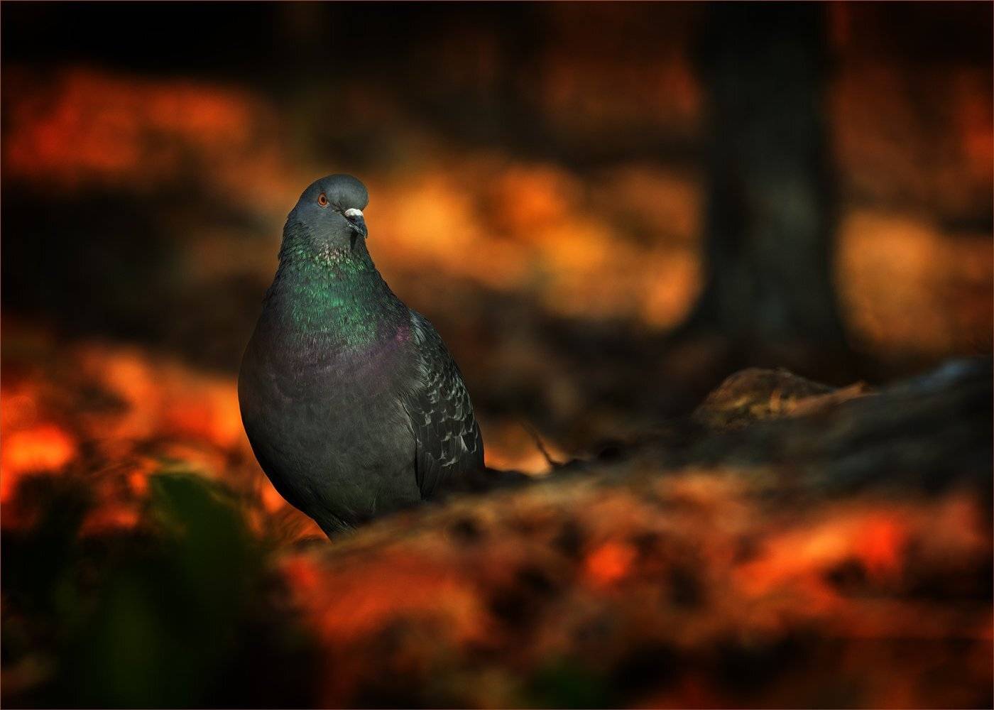 , Валерий Субачев