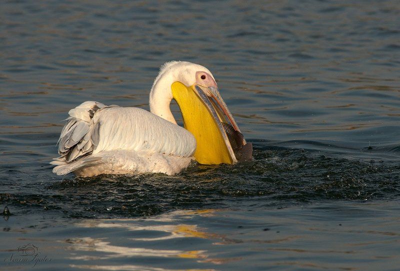 С уловом фото превью