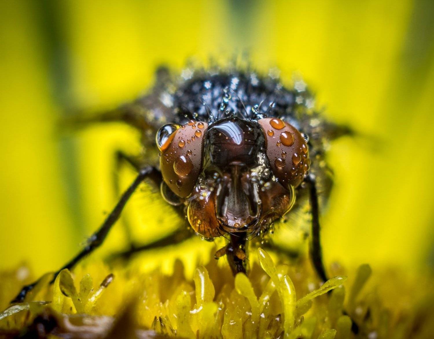 капли, макро, макрофото, муха, роса, Александр Хорошилов