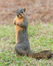 Лисья белка - Fox Squirrel