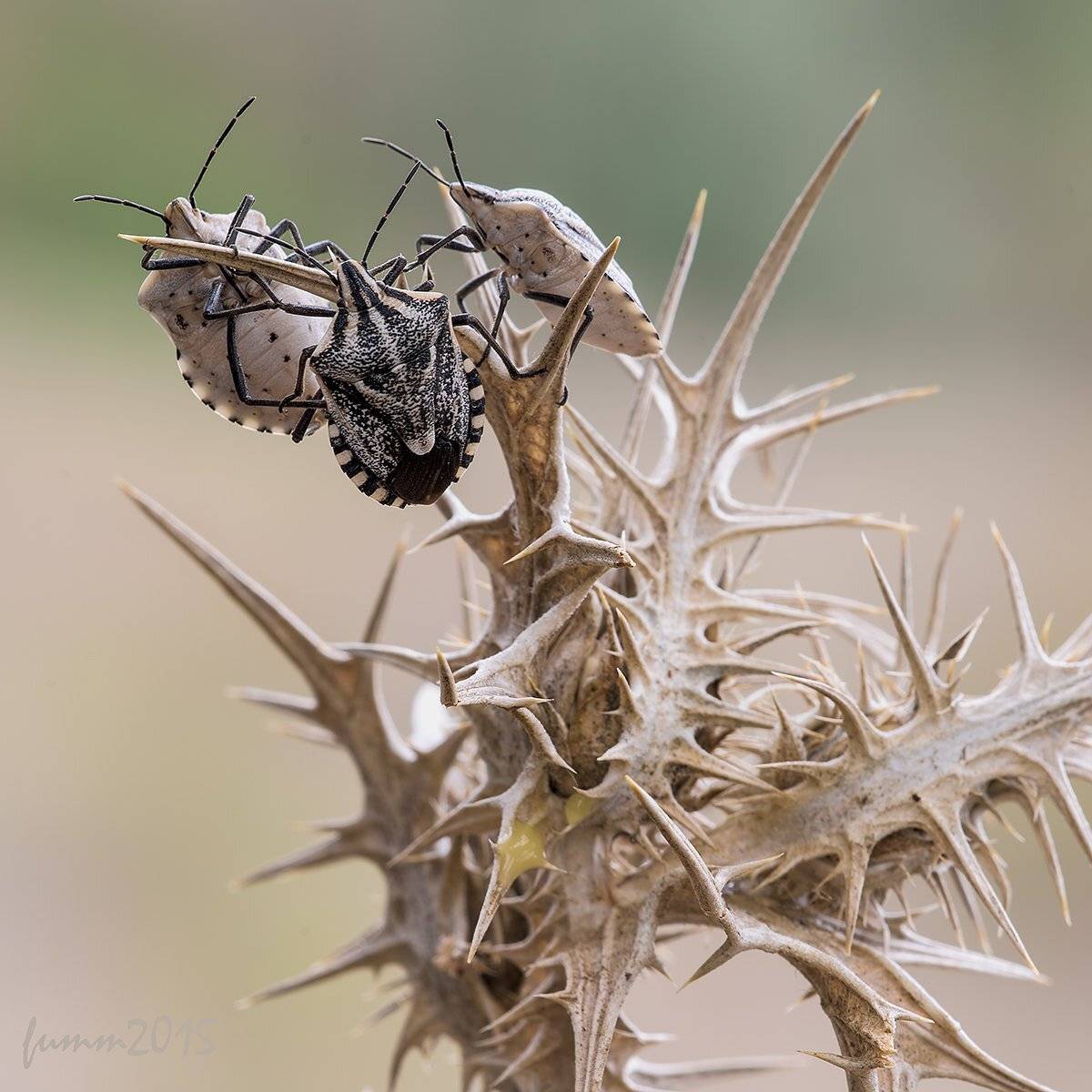 , Игорь ФУММ