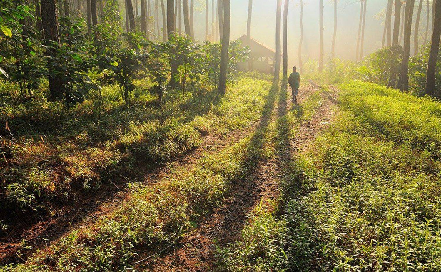 Fog, Forest, Morning, Natural light, Nature, Beni Arisandi