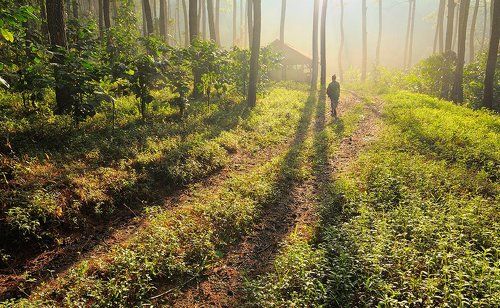 lonely forest