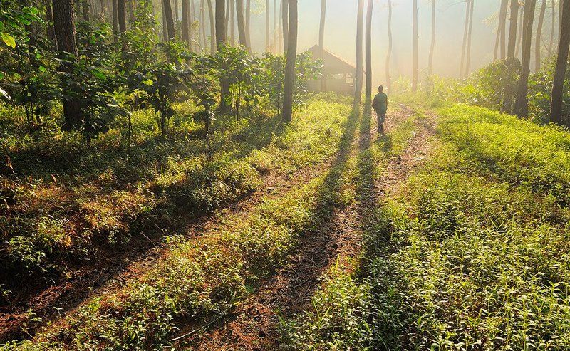 Fog, Forest, Morning, Natural light, Nature lonely forest фото превью