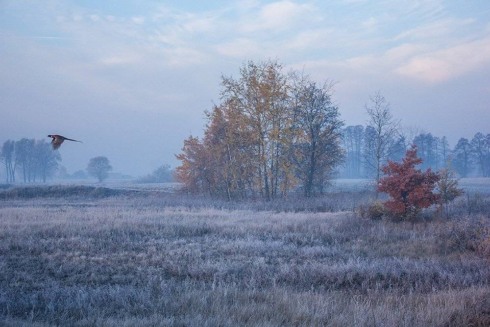, Pawel Plucinski