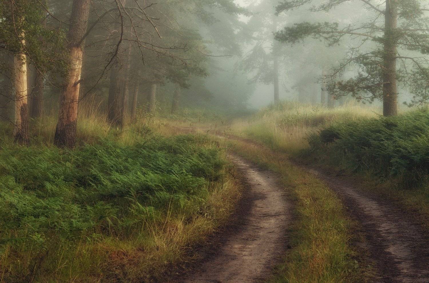 лето, питер, природа лето, туман, рассвет, landscape, пейзаж, landscape, nature, forest, ленобласть, ленинградская область, Таня SHE (Aiya)