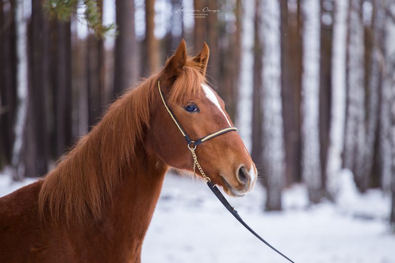 Красавица, Лошади, Рыжая Рыжая фото превью