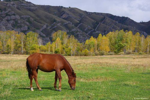 Тигирекские лошадки