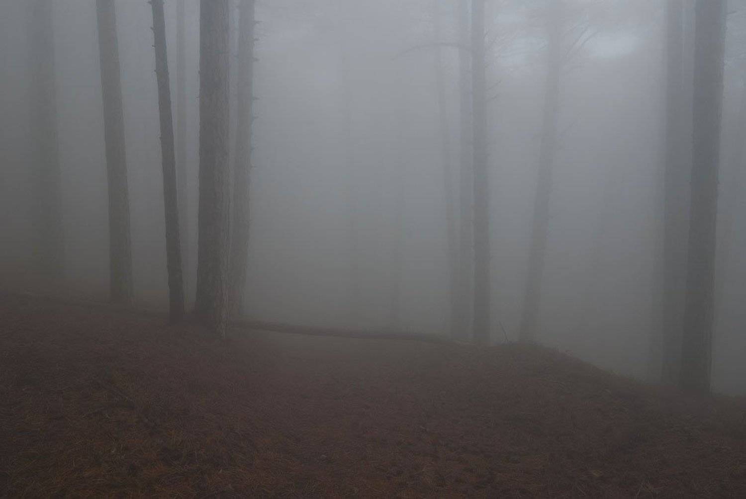 , Саша  Вайсберг / Waldschnepfe /